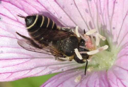 Megachilini